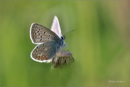 <p>MODRÁSEK JEHLICOVÝ - sameček (Polyommatus icarus) ---- /Common blue butterfly - Hauhechel-Bläuling/</p>